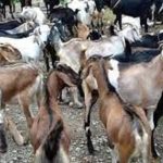 एक अर्ब रुपियाँ बराबरको खसीबोका र च्याङ्ग्राको कारोबार
