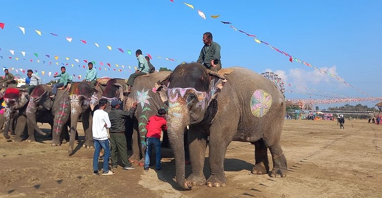 हात्ती सुन्दरी प्रतियोगितामा सेल्फीकलीलाई उपाधि