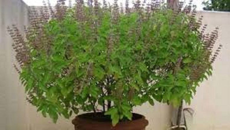 तुलसीको विवाह गरी हरिबोधिनी एकादशी मनाइँदै