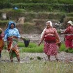नेपालमा यसवर्ष धान उत्पादन घट्ने अनुमान