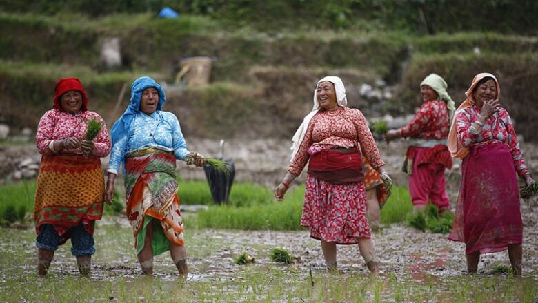 नेपालमा यसवर्ष धान उत्पादन घट्ने अनुमान