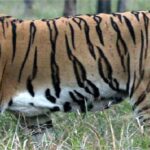 भाइरस र ब्याक्टेरिया सङ्क्रमणको कारण थाइल्याण्डमा कम्तिमा ७२ वटा बाघ मरे