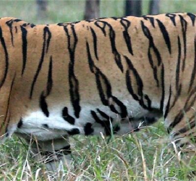 भाइरस र ब्याक्टेरिया सङ्क्रमणको कारण थाइल्याण्डमा कम्तिमा ७२ वटा बाघ मरे