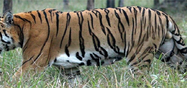 भाइरस र ब्याक्टेरिया सङ्क्रमणको कारण थाइल्याण्डमा कम्तिमा ७२ वटा बाघ मरे