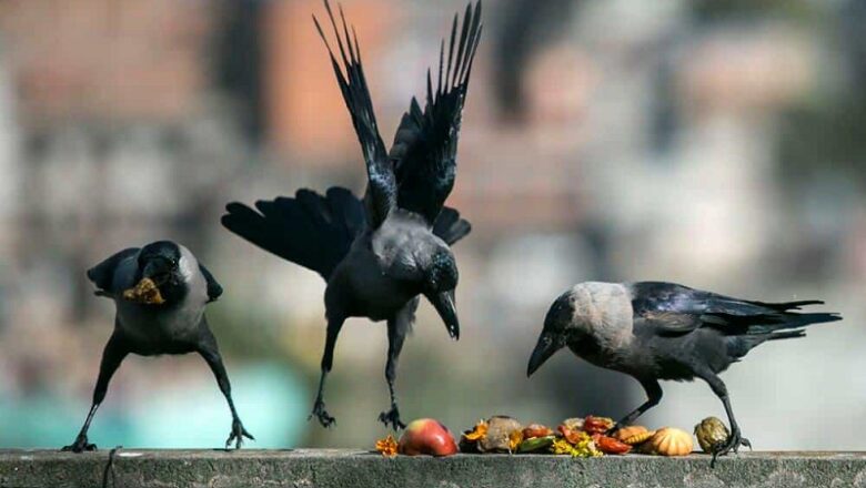 कार्तिक कृष्ण त्रयोदशीः आज काग तिहार मनाइँदै