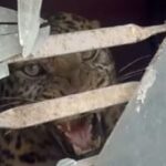 काठमाडौँको तारकेश्वरमा घरभित्र चितुवा पस्यो !