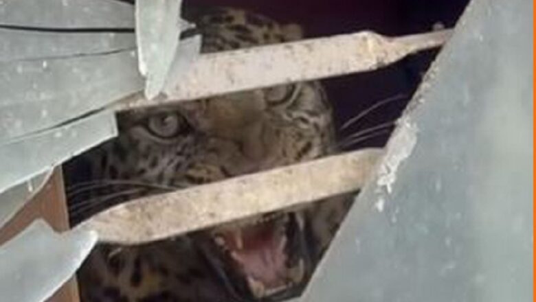 काठमाडौँको तारकेश्वरमा घरभित्र चितुवा पस्यो !