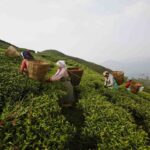 भारत निर्यातमा कडाइ भएपछि बन्द भएका नेपालका चिया उद्याग सञ्चालन