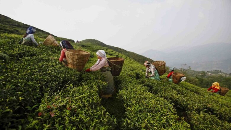 भारत निर्यातमा कडाइ भएपछि बन्द भएका नेपालका चिया उद्याग सञ्चालन